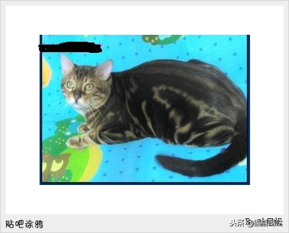 养猫新手买猫注意什么,新手养猫和买猫的注意事项