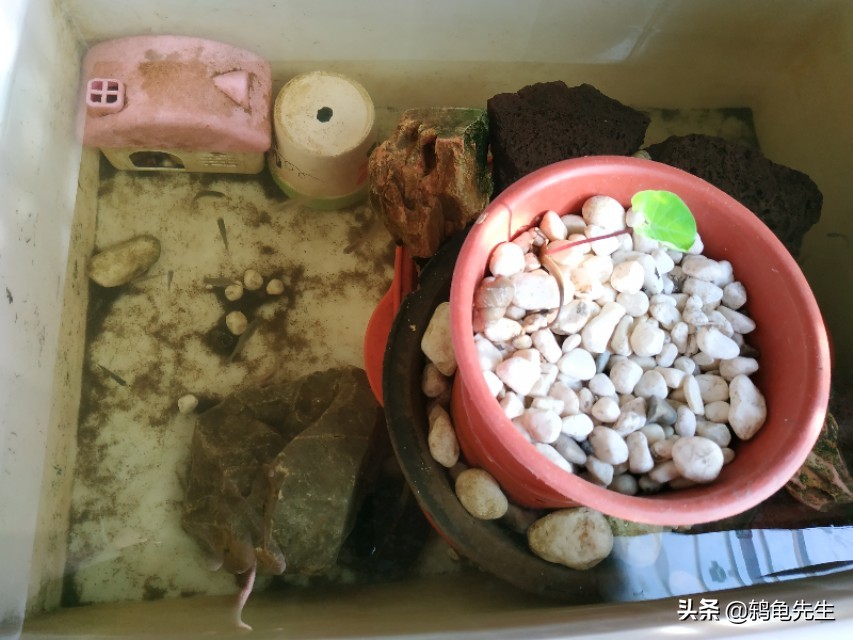 养龟到底多换水还是少换水,养龟多久换一次水比较好