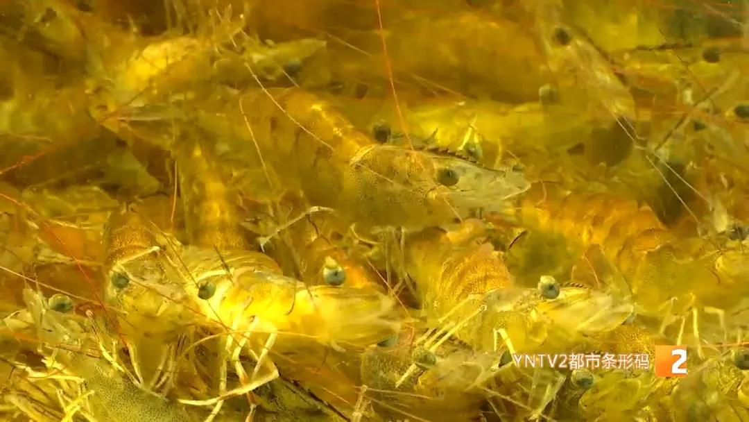 日本核废水排海后海鲜能放心吃吗,海鲜还能吃吗官方回应