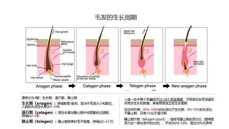 脂溢性皮炎脱发洗头掉一堆,脂溢性脱发用什么树叶洗头