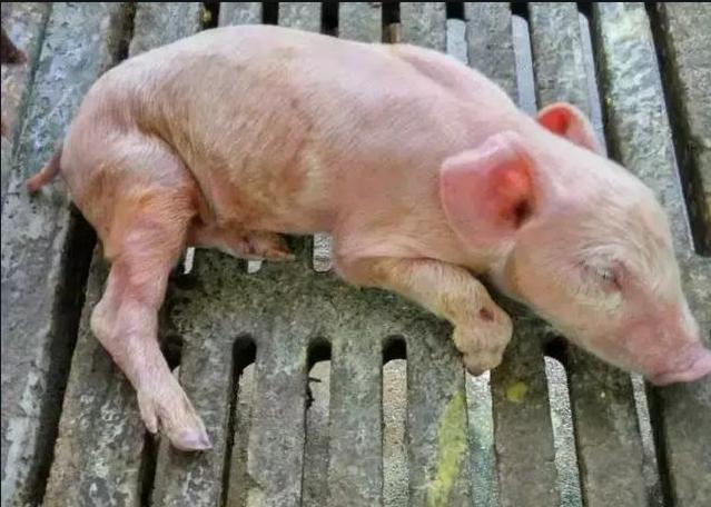 仔猪腹泻的处理方法,仔猪腹泻怎样补救好得快