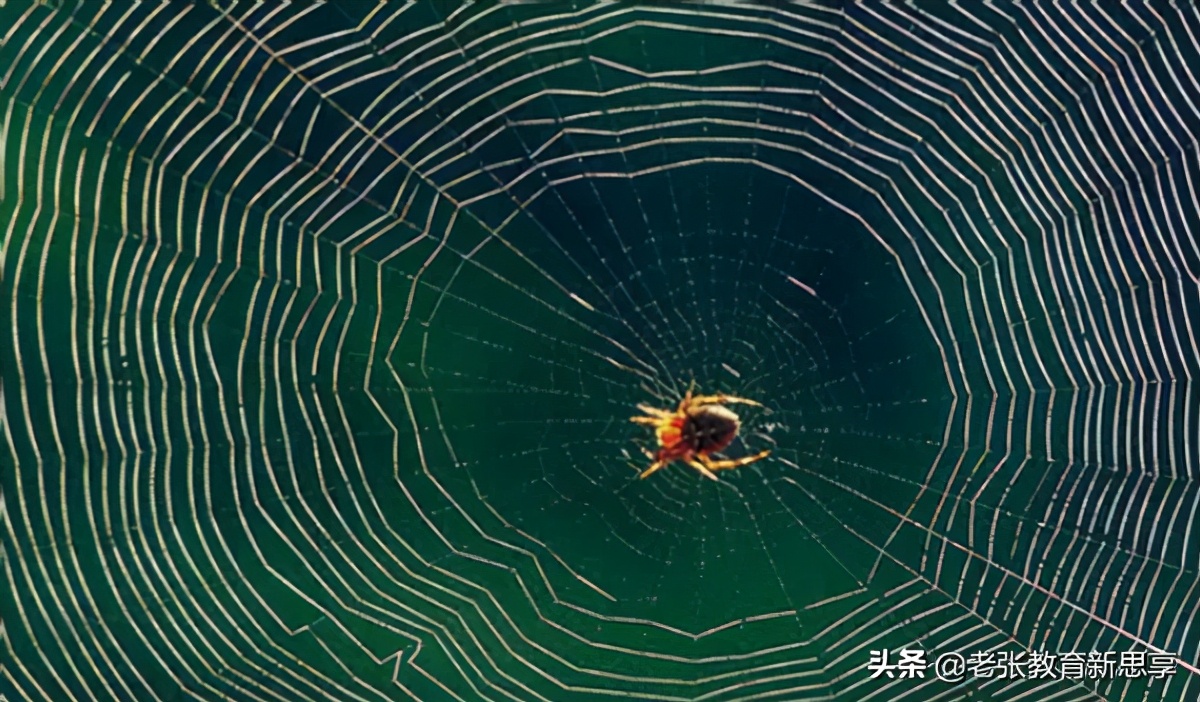 你想要什么就会被什么控制,蜘蛛的智慧给你的启示