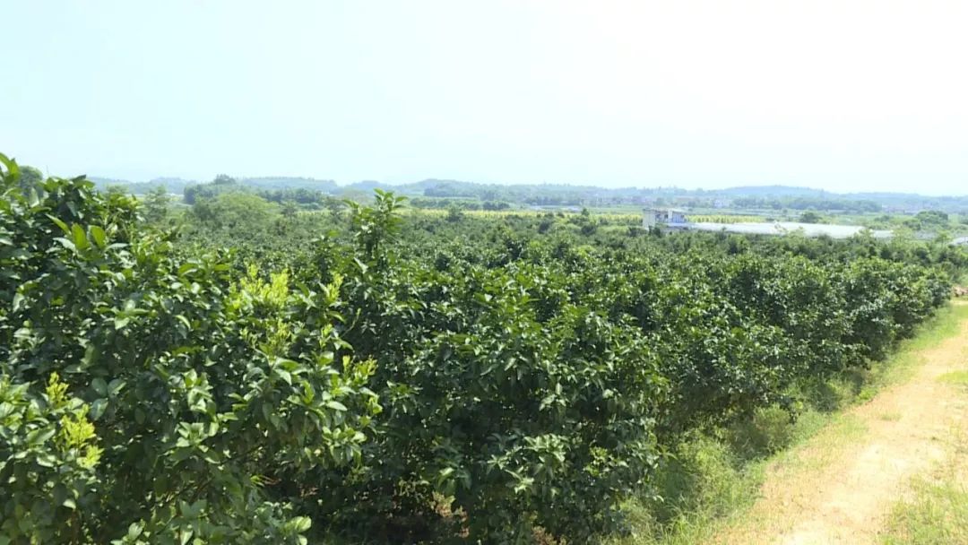 广东复种沙糖桔基地,沙糖桔种植基地规划图