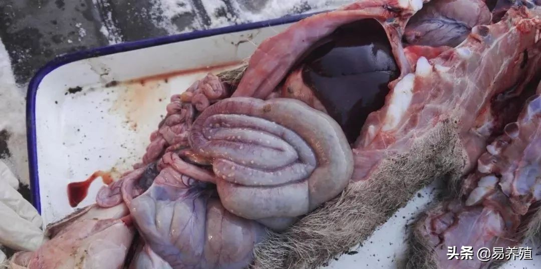 吃了驱虫药依然排出虫子,猪场驱虫3大误区