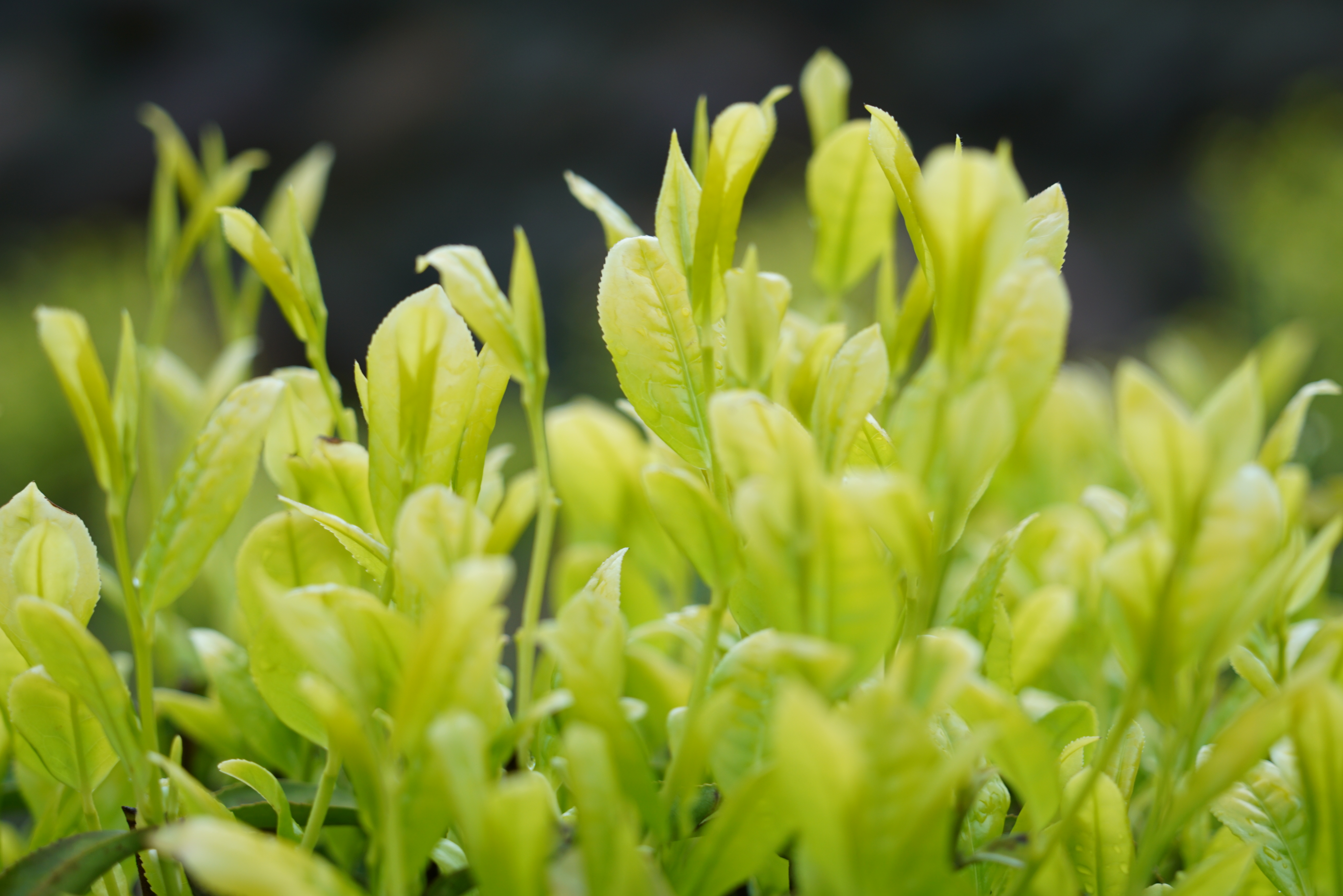 如果你累了就来这座小城吧,如果你累了就来云南吧完整版