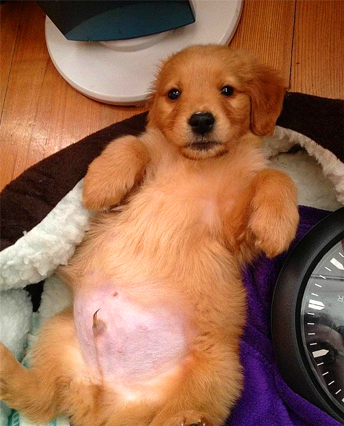 狗狗喂得过饱有什么坏处,辟谣狗狗不能吃盐会有泪痕