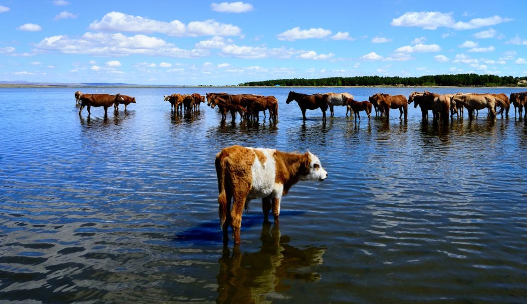 内蒙人怎么看待蒙古国的,内蒙人怎么看待蒙古国人的
