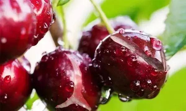 果树裂果的秘密早懂早预防,樱桃裂果的原因