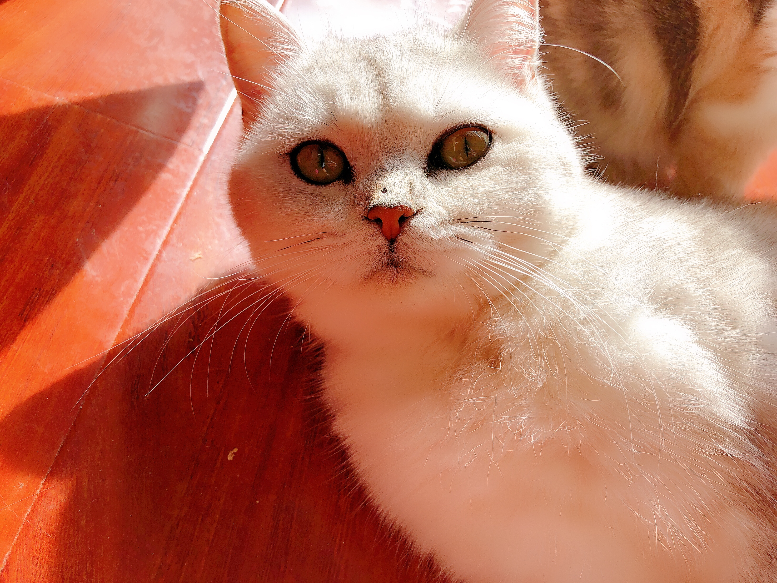 猫咪得了猫癣怎么才能治好它,小猫咪得了猫癣用碘伏可以治愈吗