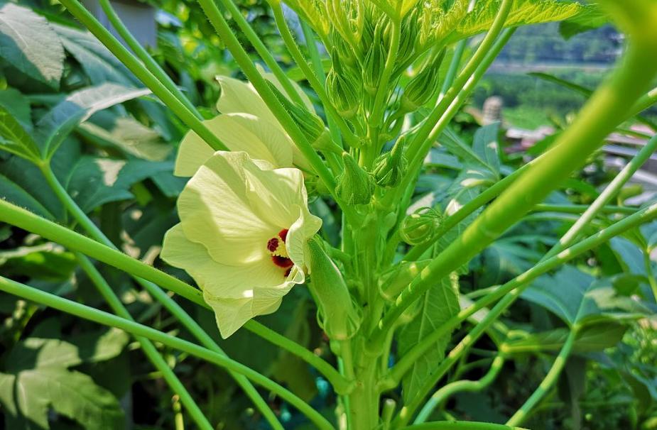 秋葵诗句经典名句,秋葵古诗