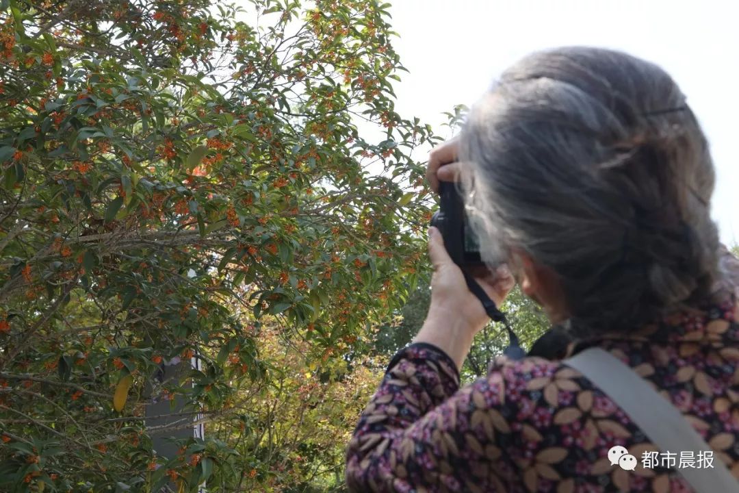 徐州市区桂花地图上线，能看又能吃！趁着十一假期快去吧