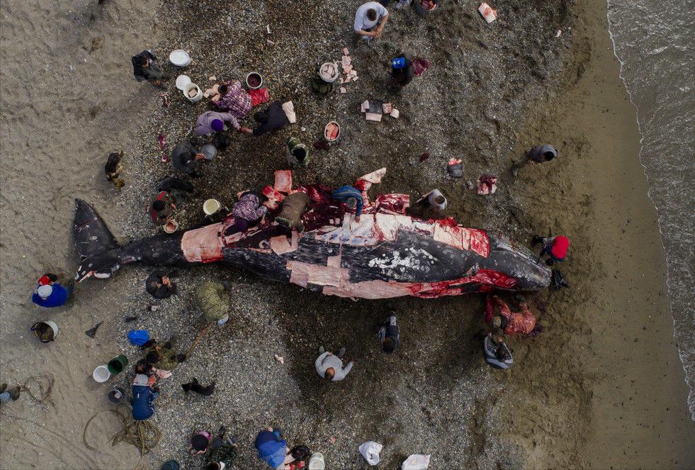 日本为何不禁止商业捕鲸 (日本捕鲸还在继续么)