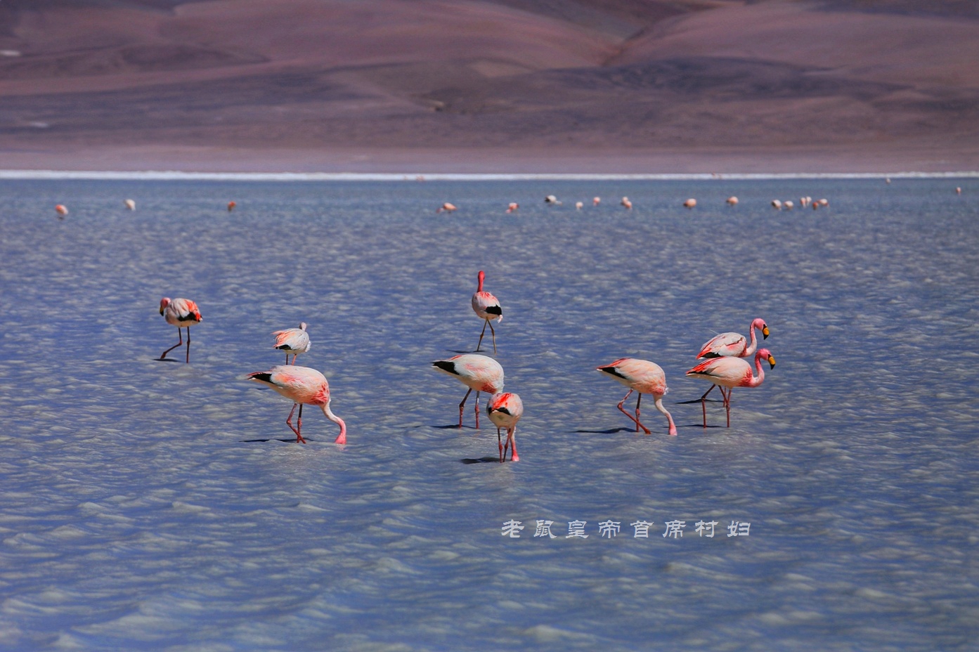 玻利维亚只看天空之镜？七彩湖火烈鸟4层楼高的仙人掌更精彩