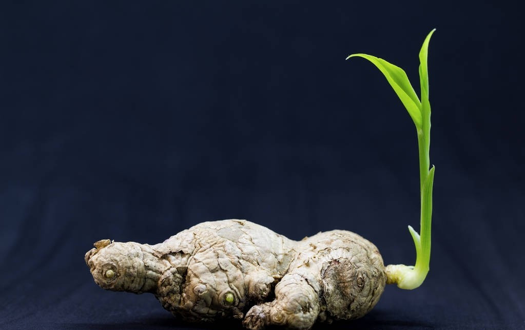 北方冬天生姜盆栽种植方法,8月生姜盆栽种植方法