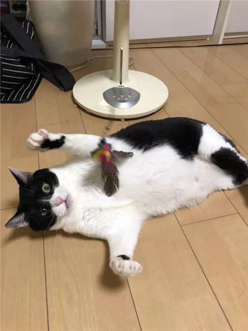 老板，这圆滚滚地怎么恢复出厂设置，说好的小可爱呢？