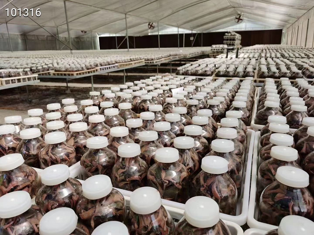 金线莲生长环境和地区,金线莲的生长喜光吗