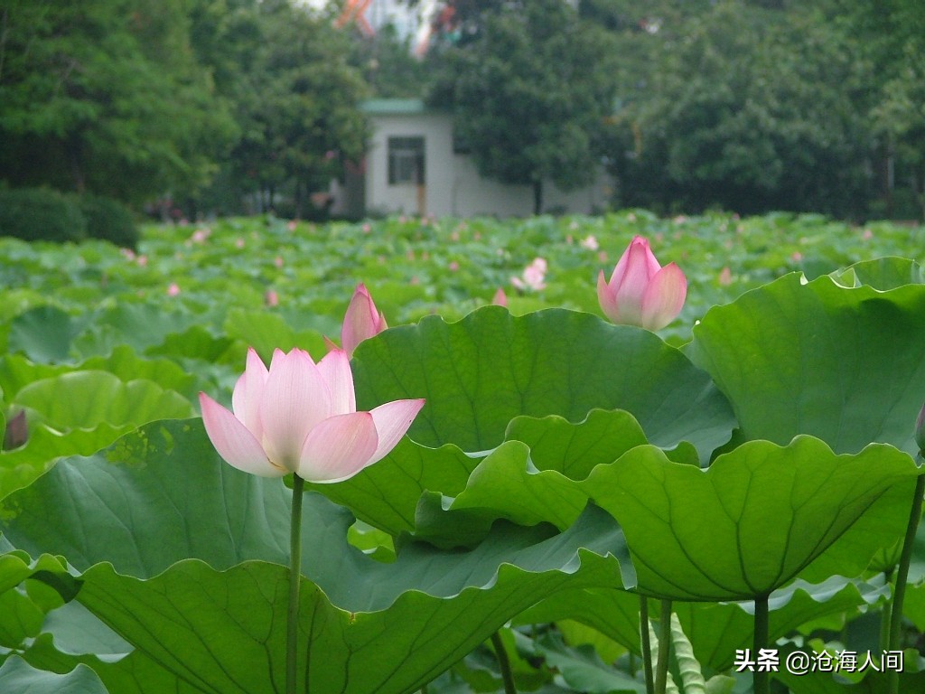 写荷花的诗词有多少,禅意荷花的诗词