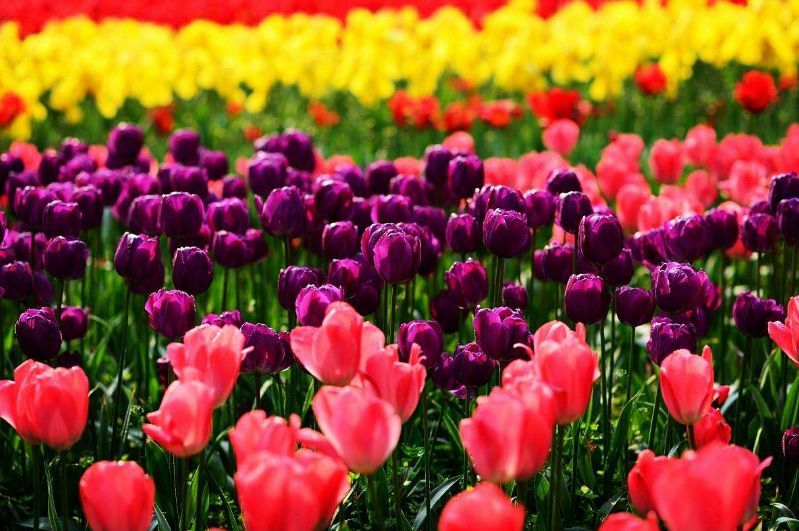 盘点世界各国国花中国国花,各国国花的图片大全