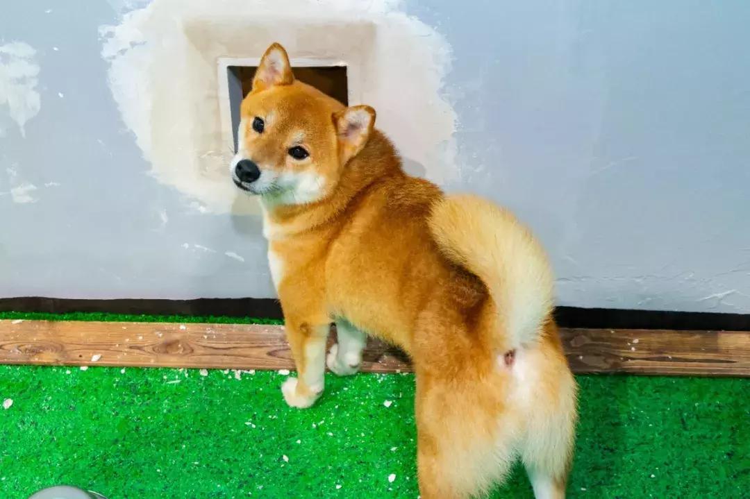 39.9元羊驼,羊驼门票抖音团购