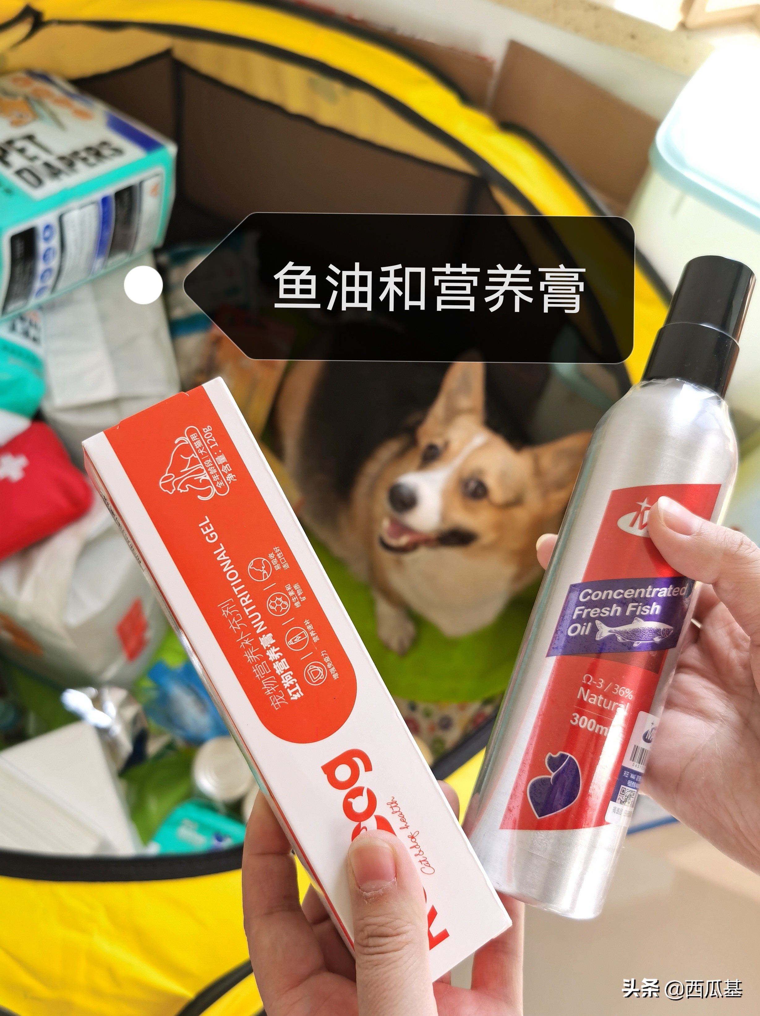 狗狗待产了怎么照顾,狗狗待产表现