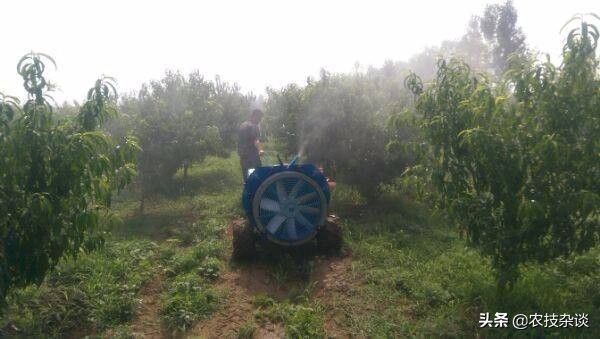 苹果腐烂病或根腐病怎么治,苹果干腐病最佳防治方法