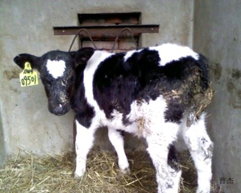 犊牛腹泻痢特灵用法用量,犊牛腹泻的防治措施