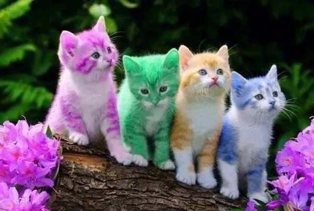 可以给小狗染色吗,小狗被染色