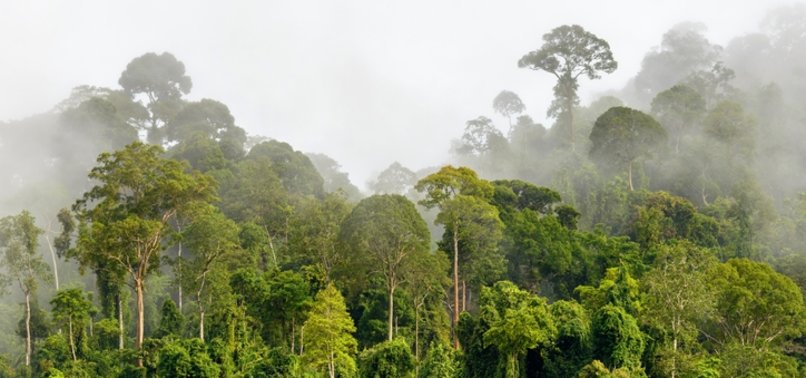 100.8米！热带树创世界最高纪录，爬树小伙被蜜蜂蜇200次差点晕厥