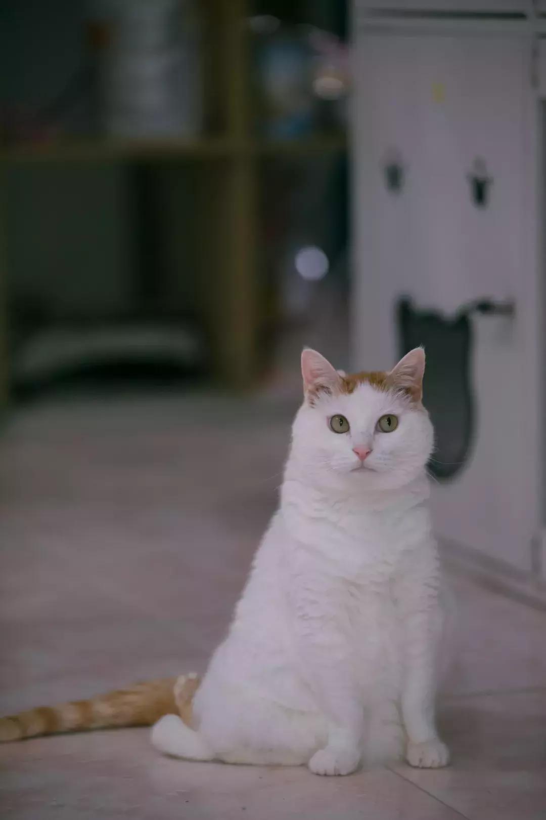 猫猫后腿瘫痪能自愈吗,猫猫后腿突然瘫痪了