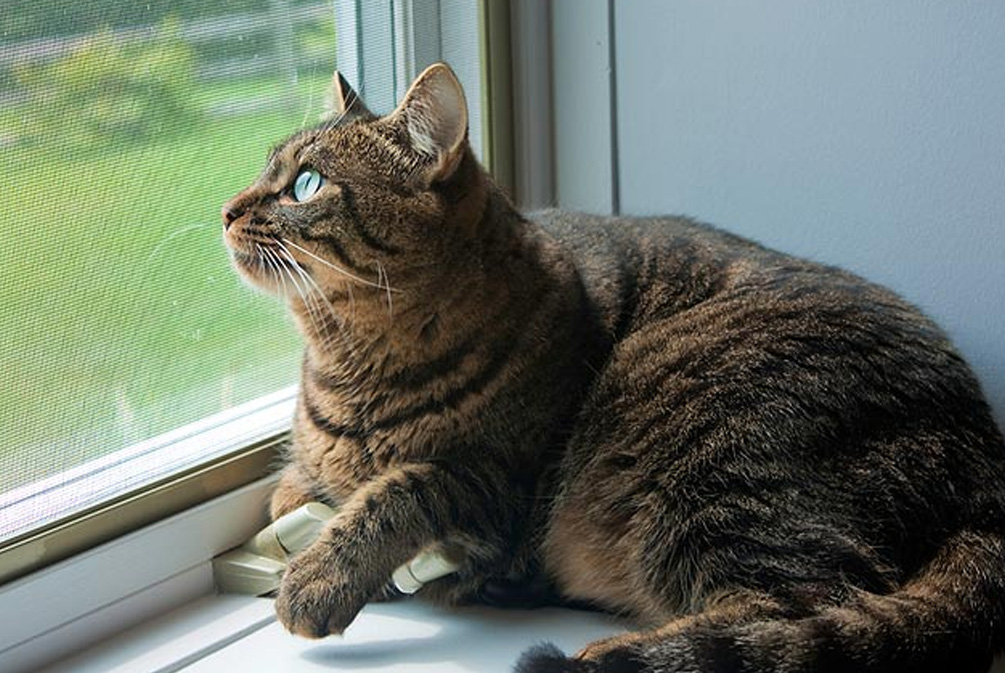 猫咪逃跑,猫咪不回来该如何才能让猫咪回来