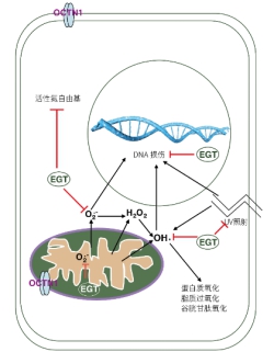 华熙生物两项原料产品荣获2020荣格技术创新奖