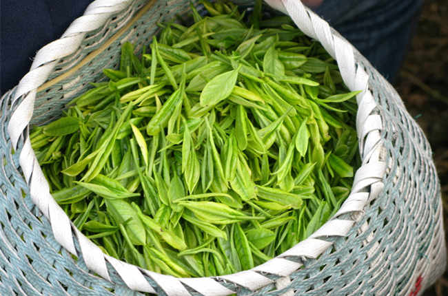 茶叶基地种植技术,6亩茶叶种植技术