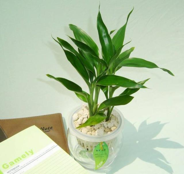 富贵竹叶片泛黄还能恢复吗,富贵竹叶片黄了怎么办