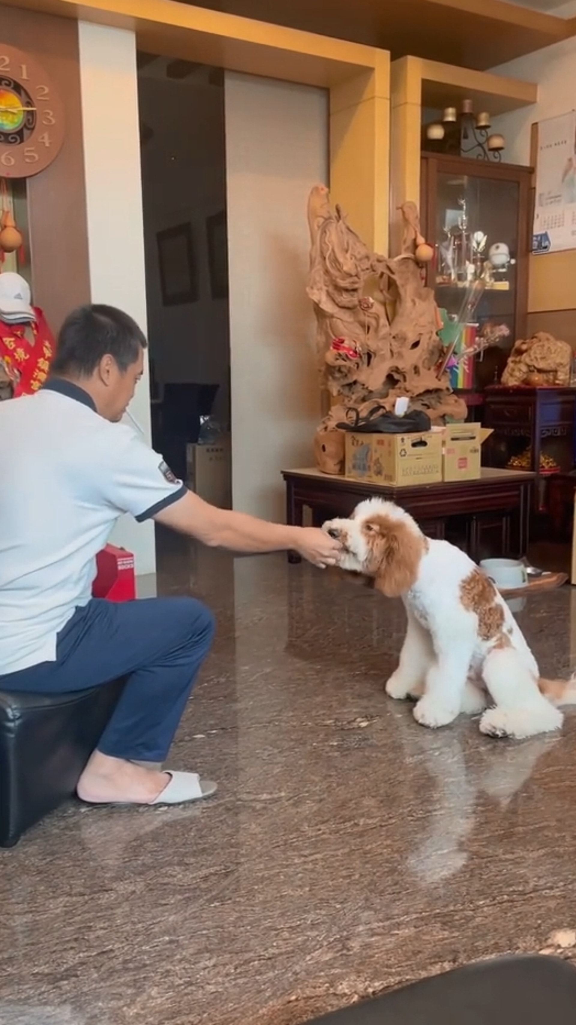 巨型贵宾犬发狂,巨型贵宾犬在家乱叫