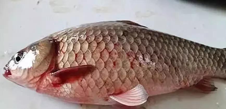 鲫鱼鳃出血能用石灰吗,鲫鱼鳃出血怎么预防