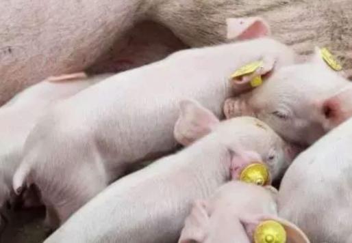 2000元一头的小猪能不能买？养猪人要算清楚这个账，别被忽悠了！