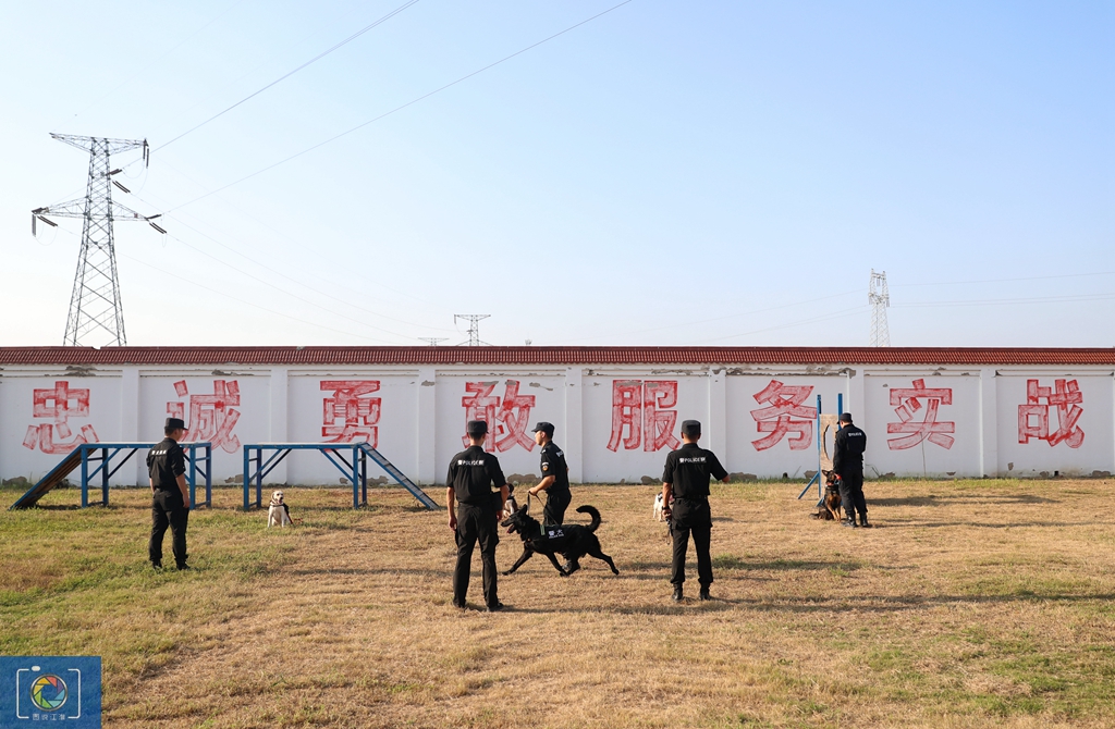 警犬训犬师的工作和生活,如何成为一名合格的警犬训导员