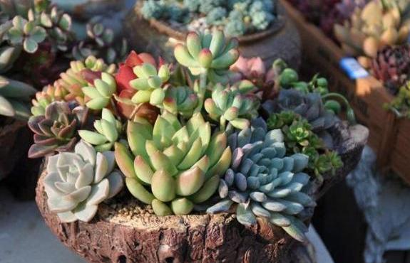 养花没有地方养该怎么办,养花没有阳光有最好的办法吗