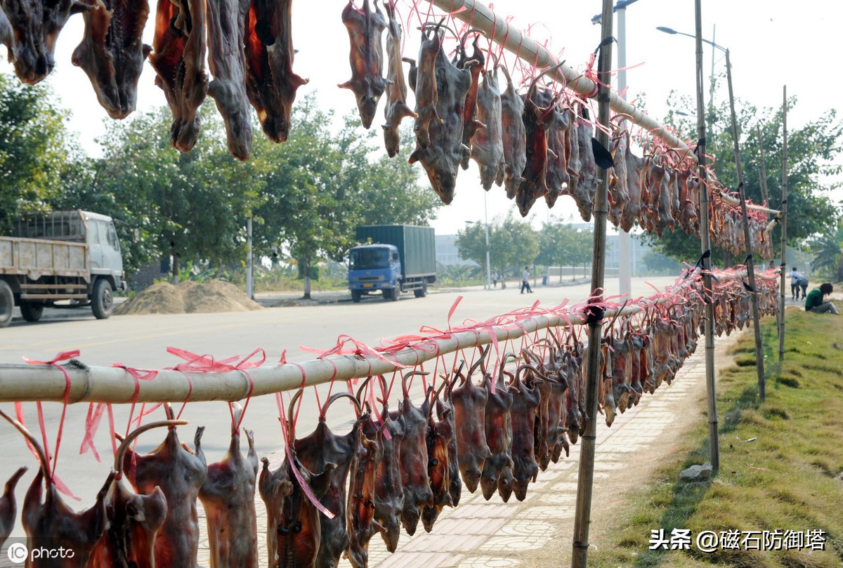 为什么老鼠就那么令人讨厌,盘点那些被人类逼疯的老鼠