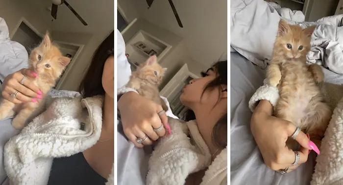 当你亲了猫一下它会摇尾巴,当你亲了猫一口会发生什么