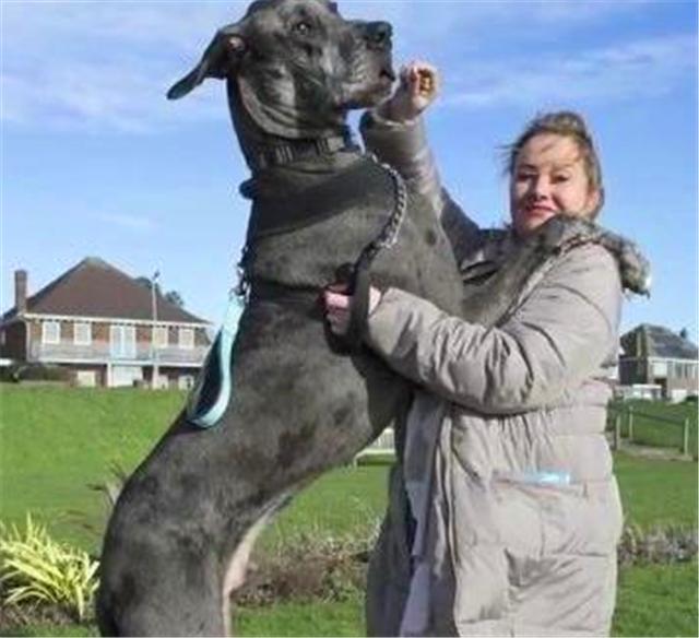 世界上最大的狗但是一点也不凶猛,你知道世界上最大的狗有多大吗