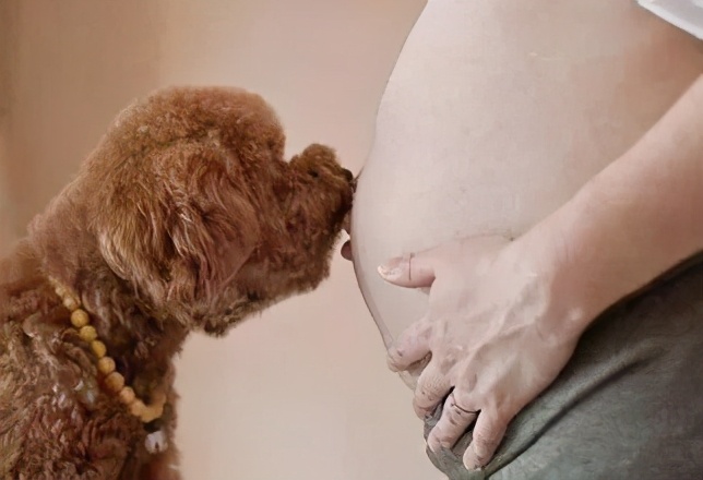 狗狗能感觉到孕妇怀孕了吗,狗狗能感受主人怀孕吗
