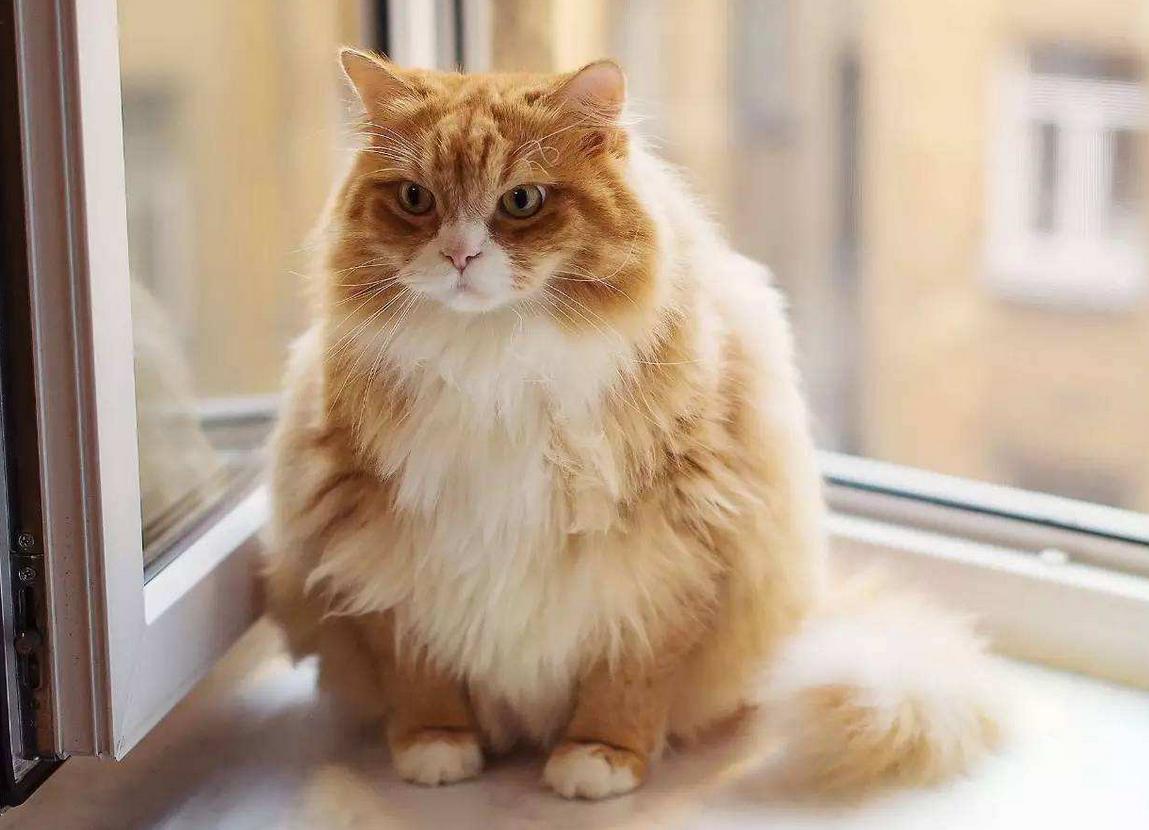 喵星人的奇怪行为有哪些,你家的猫该有的素质