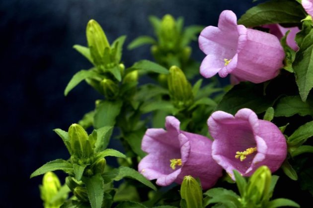 风铃草叶绿蔫了土湿的补救办法,风铃草蔫了怎么补救