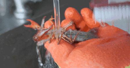 好兄弟夏天就要吃龙虾喝啤酒！南京兄弟龙虾口味绝了~3人仅79元！