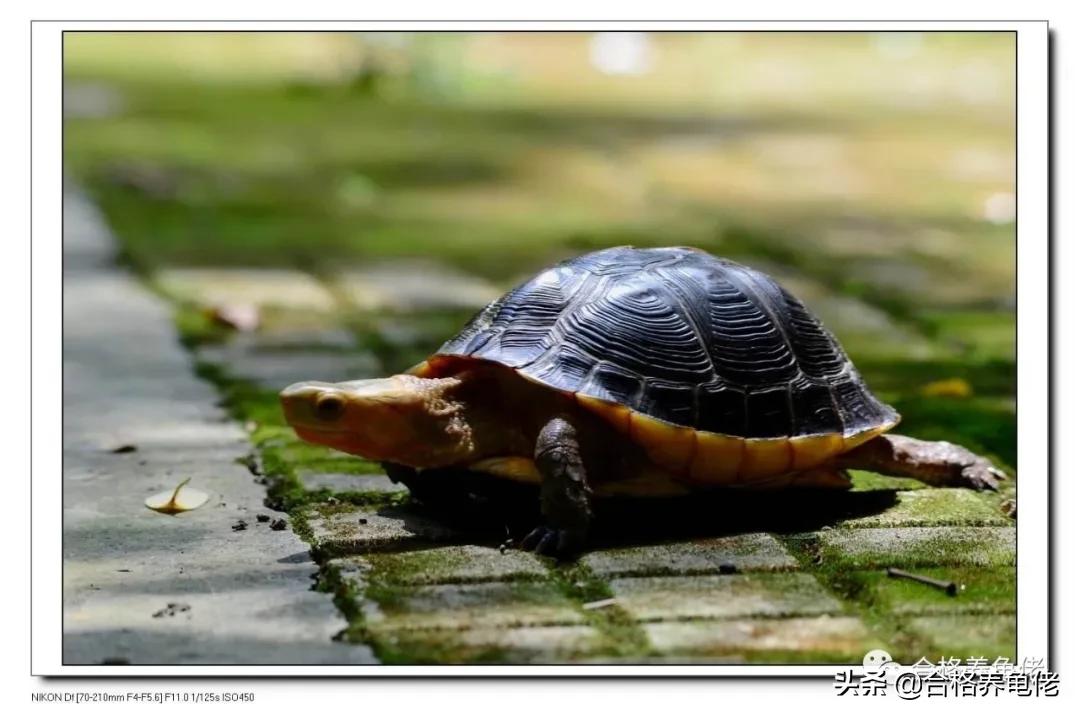 夏天龟缸温度太高,夏天龟缸需要加热棒吗
