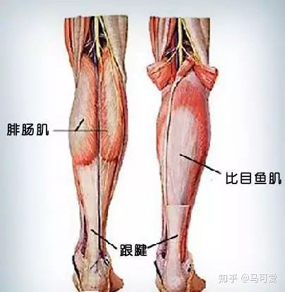 小腿粗可以通过运动改善吗,小腿能粗到什么地步