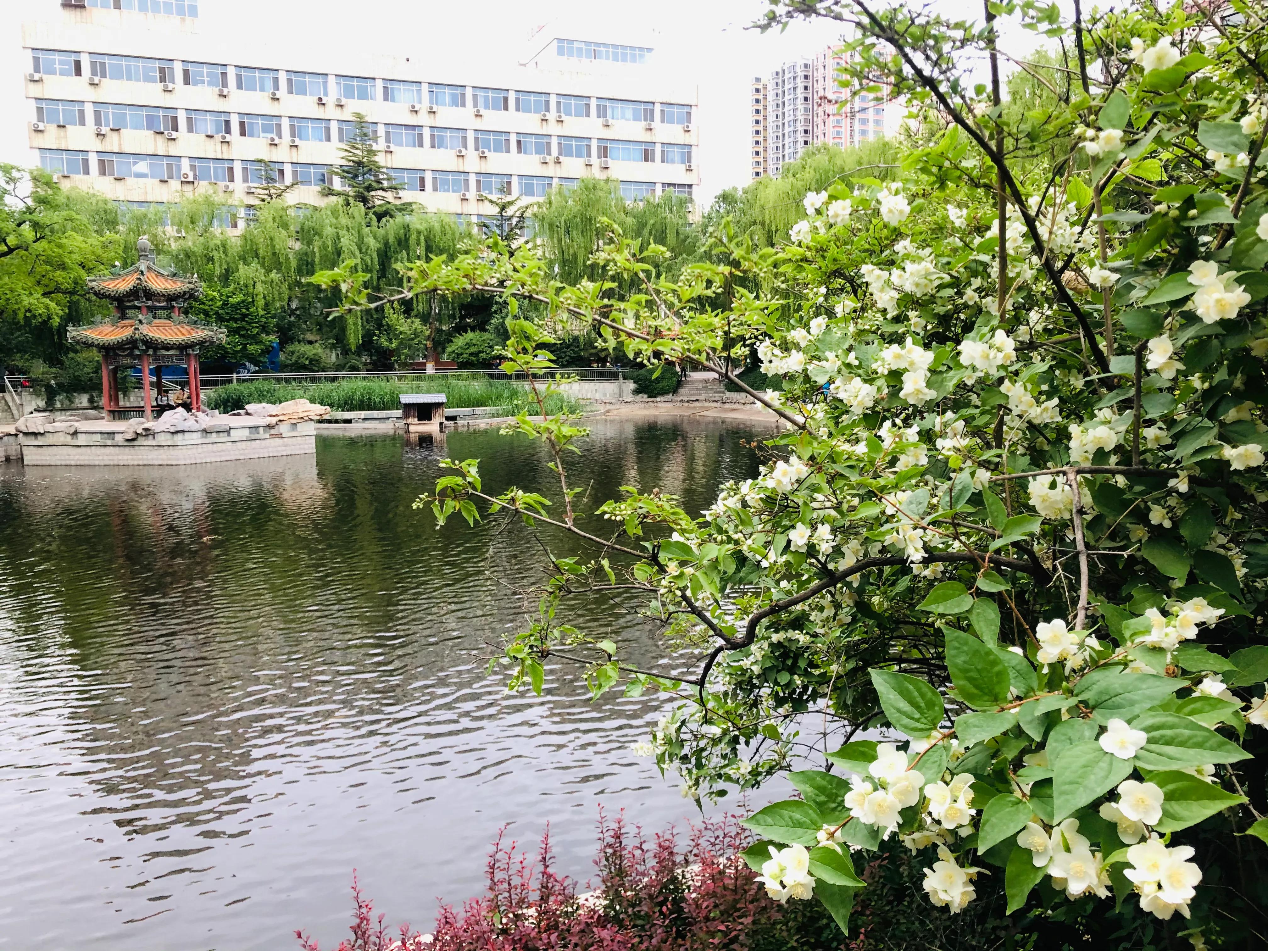 具有传奇故事的太平花你听说过吗？见过吗？