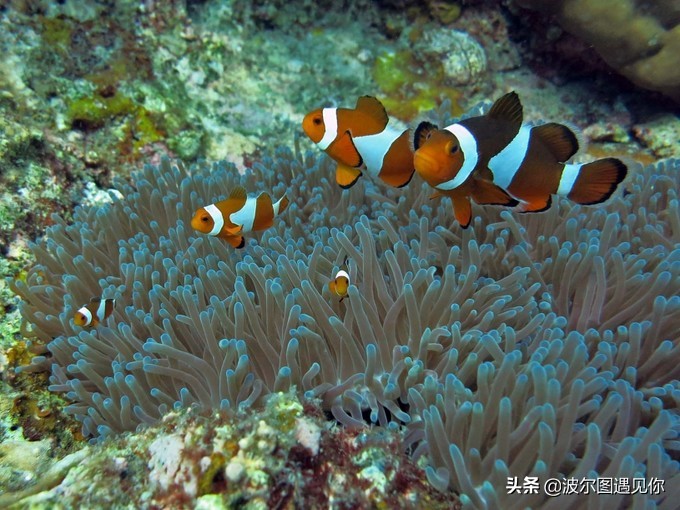 这里胜过斯米兰，媲美马代，是泰国安达曼海上的最后一个处女地！