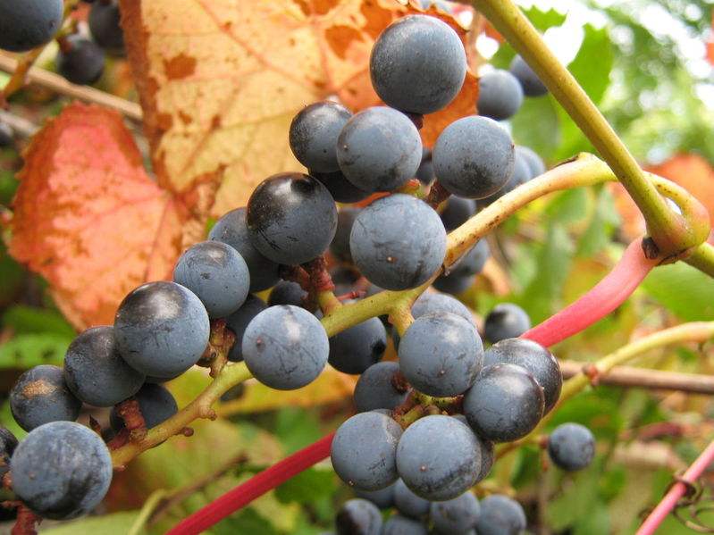 农村的野果子有哪些,农村的野果子真好吃